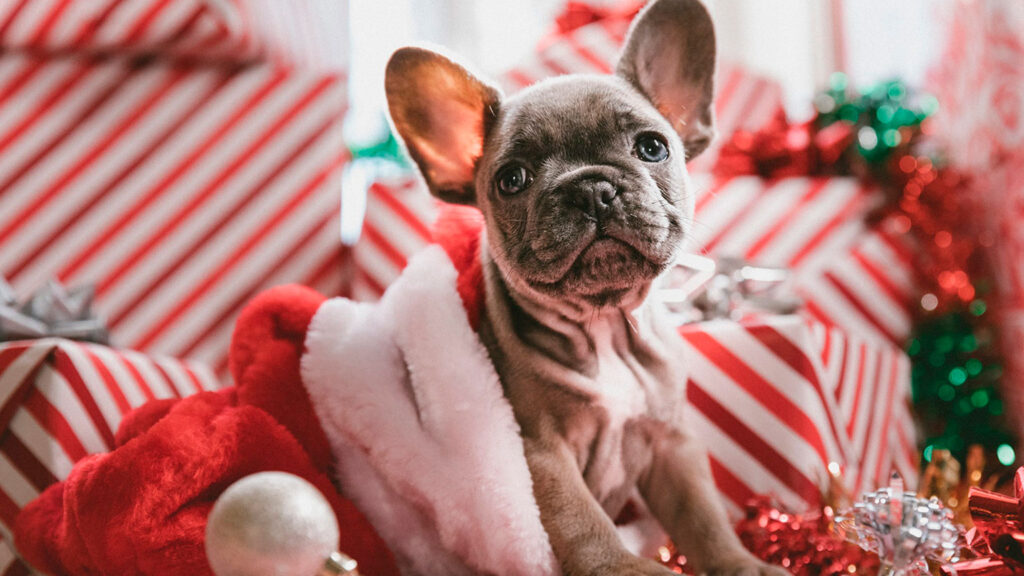 puppy sitting in front of Christmas presents