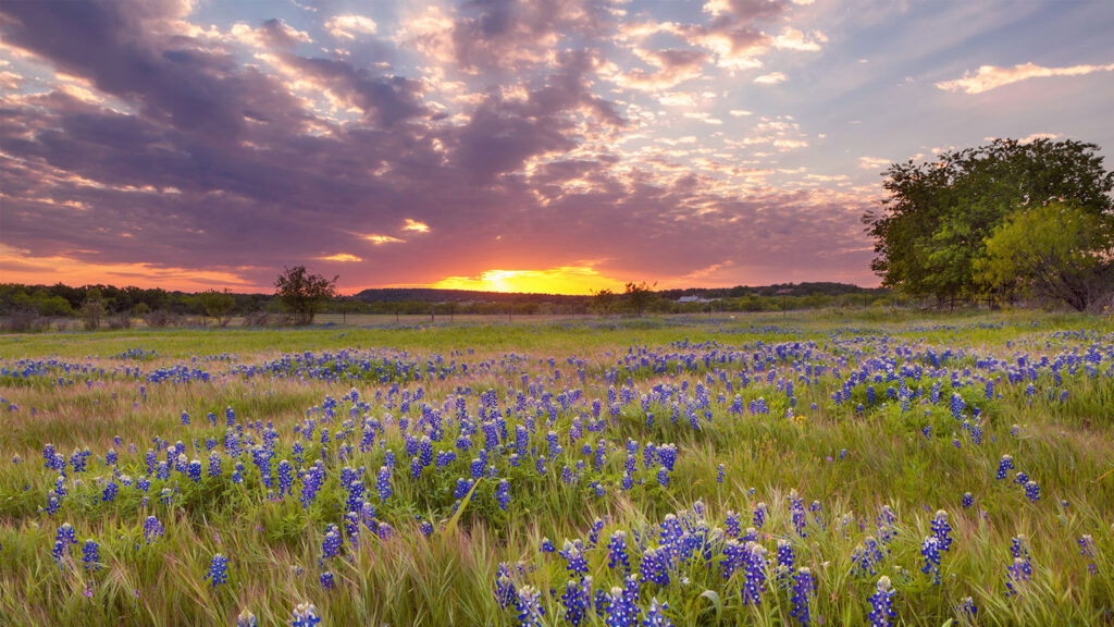 sunset picture of a field with wildflowers and grass
